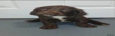 Cocker Spaniel 2