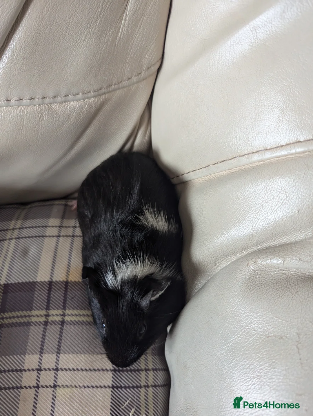 Guinea Pig rodents for sale: Baby boy guinea pigs - Advert 5