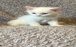 Maine Coon cats for sale: Purebred GCCF Maine Coon kittens - Image 5