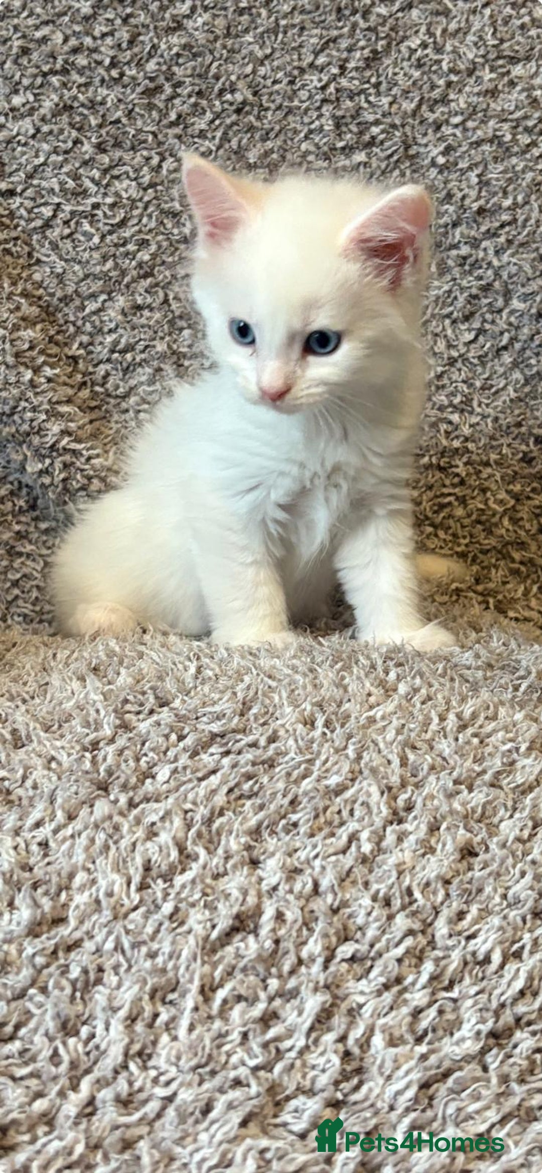 Maine Coon cats for sale: Purebred GCCF Maine Coon kittens - Image 5