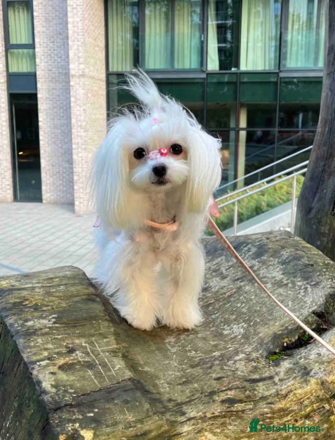 Maltipoo dogs for sale: Adorable Maltipoo Puppies - Image 10