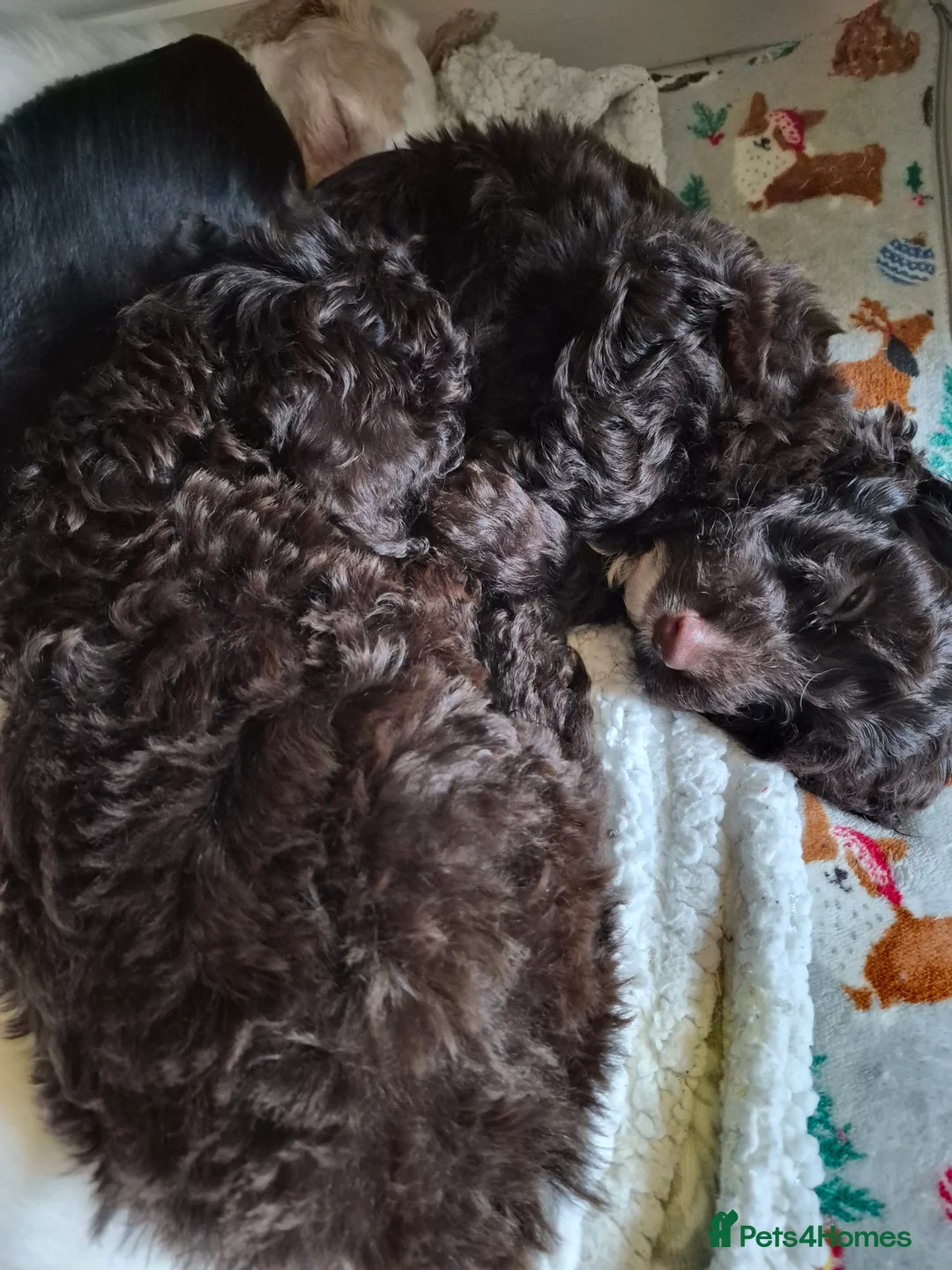 Cockapoo dogs for sale: F2 generation cockerpoo puppys  - Advert 21
