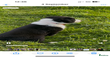 Border Collie dogs - Advert 10