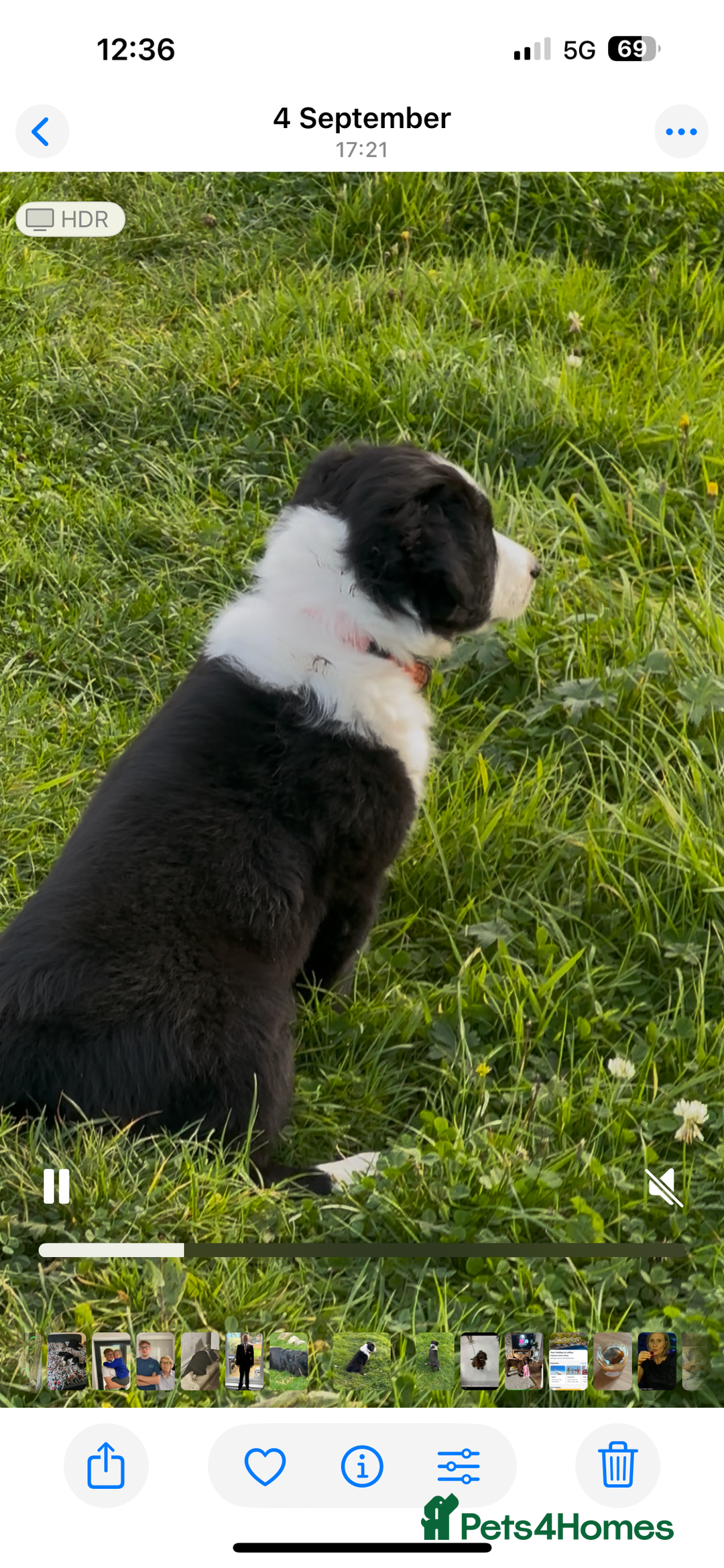 Border Collie dogs for sale: Gorgeous Male Border Collie pup - Image 2