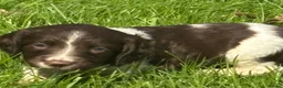 English Springer Spaniel dogs for sale: Working English Springer Spaniel Puppies - Advert 17