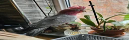 Cockatoo birds for sale: Galah Cockatoo  in Manchester - Advert 1