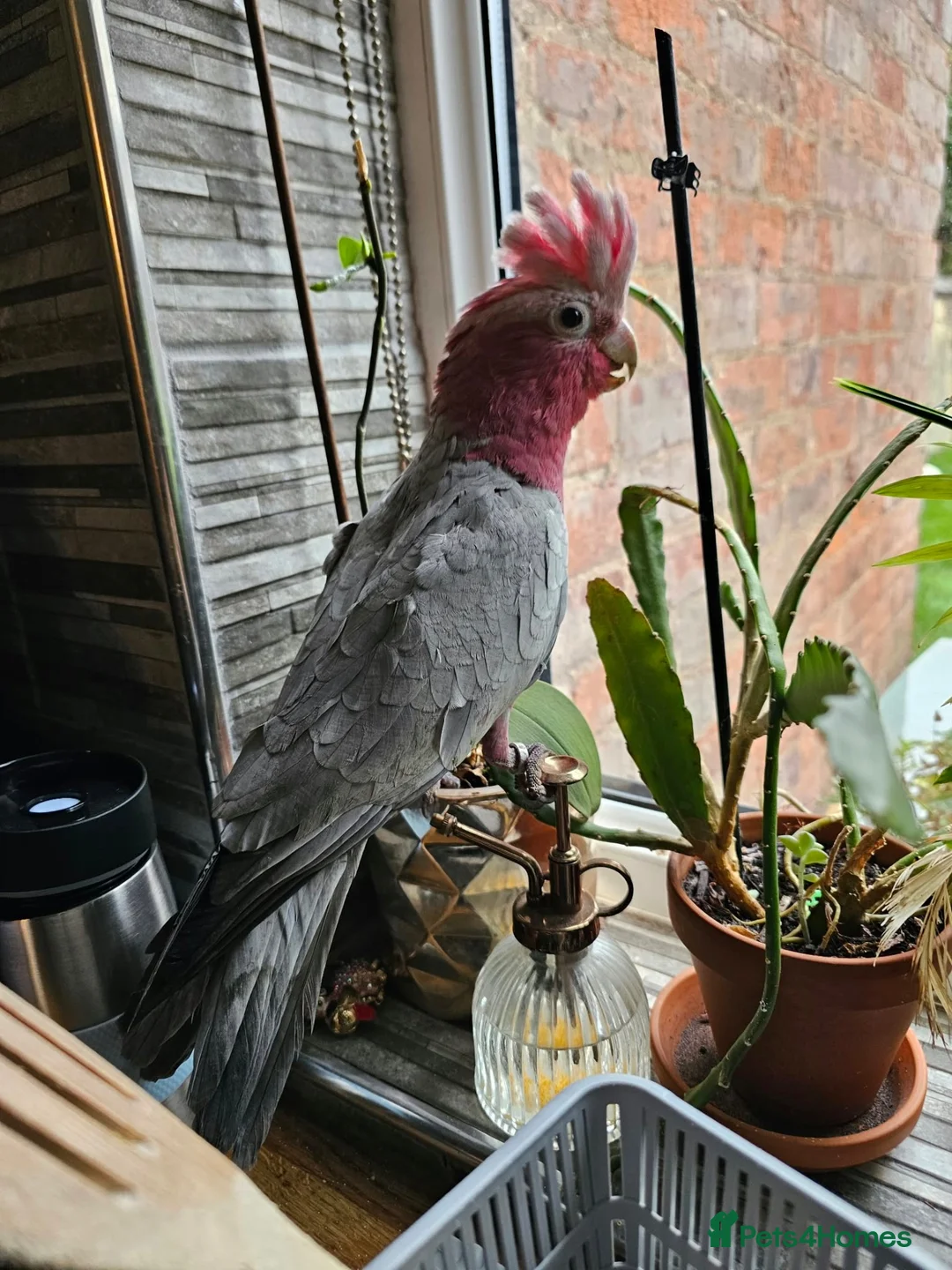 Cockatoo birds for sale: Galah Cockatoo  in Manchester - Advert 1