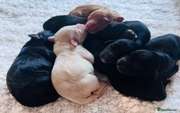 Cocker Spaniel dogs for sale: Extremely well bred KC Cocker Spaniel puppies  - Image 5