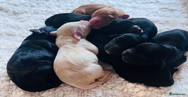 Cocker Spaniel dogs - Advert 7