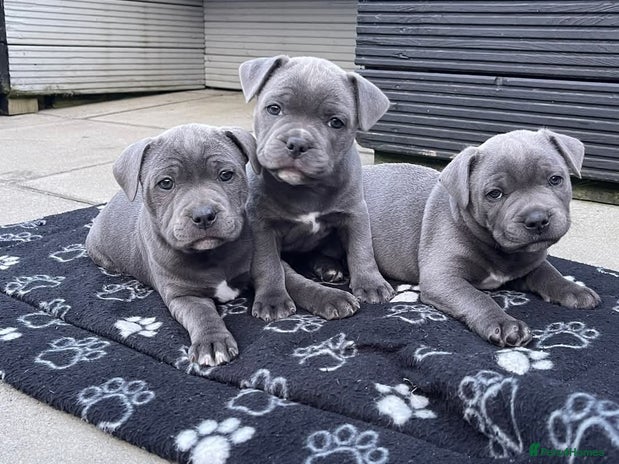Blue Staffy Staffordshire Terrier Puppy Price In India English