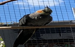 Cockatiels birds for sale: Cocatiels x6 - Image 5