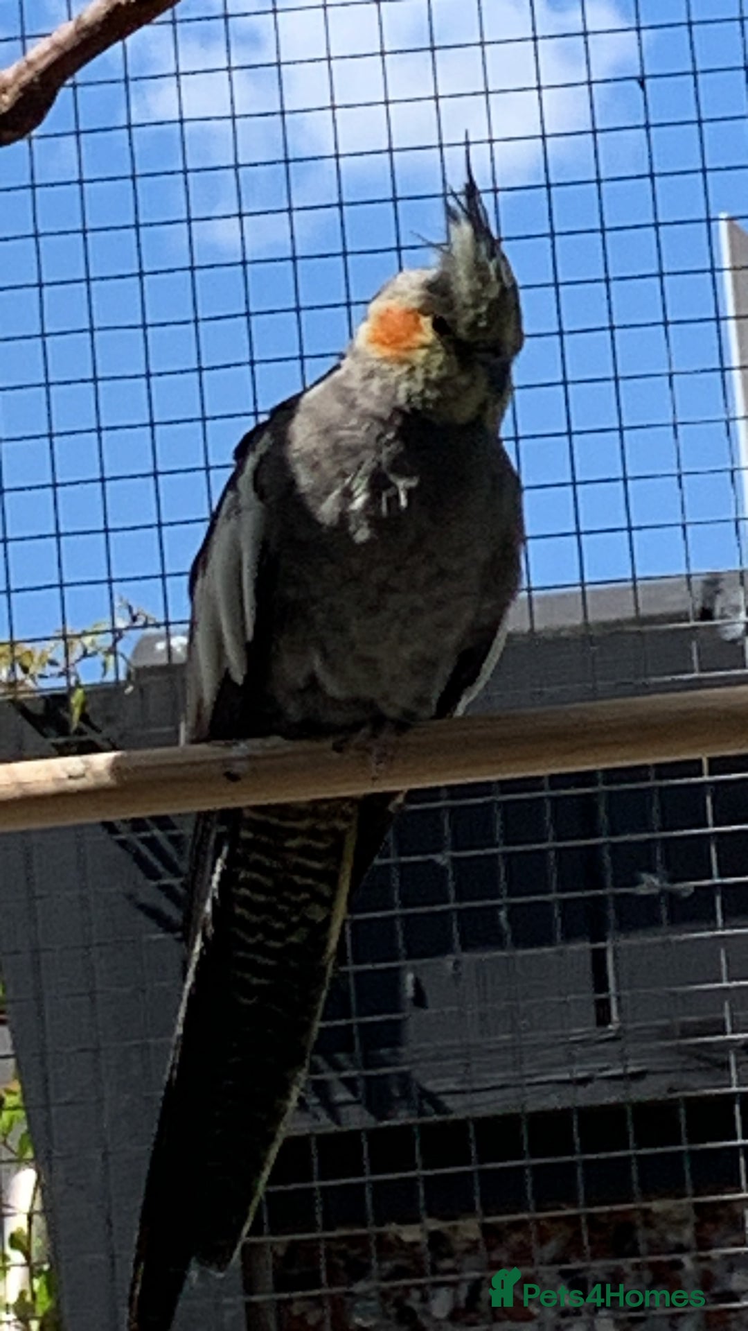 Cockatiels birds for sale: Cocatiels x6 - Image 5