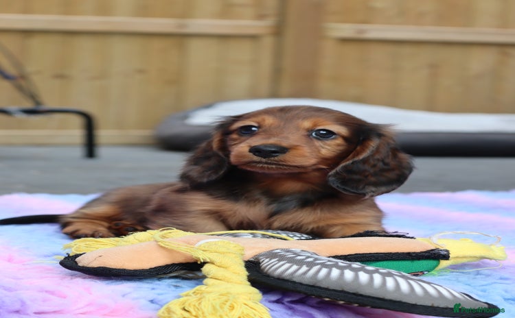 Miniature Dachshund dogs - Advert 5