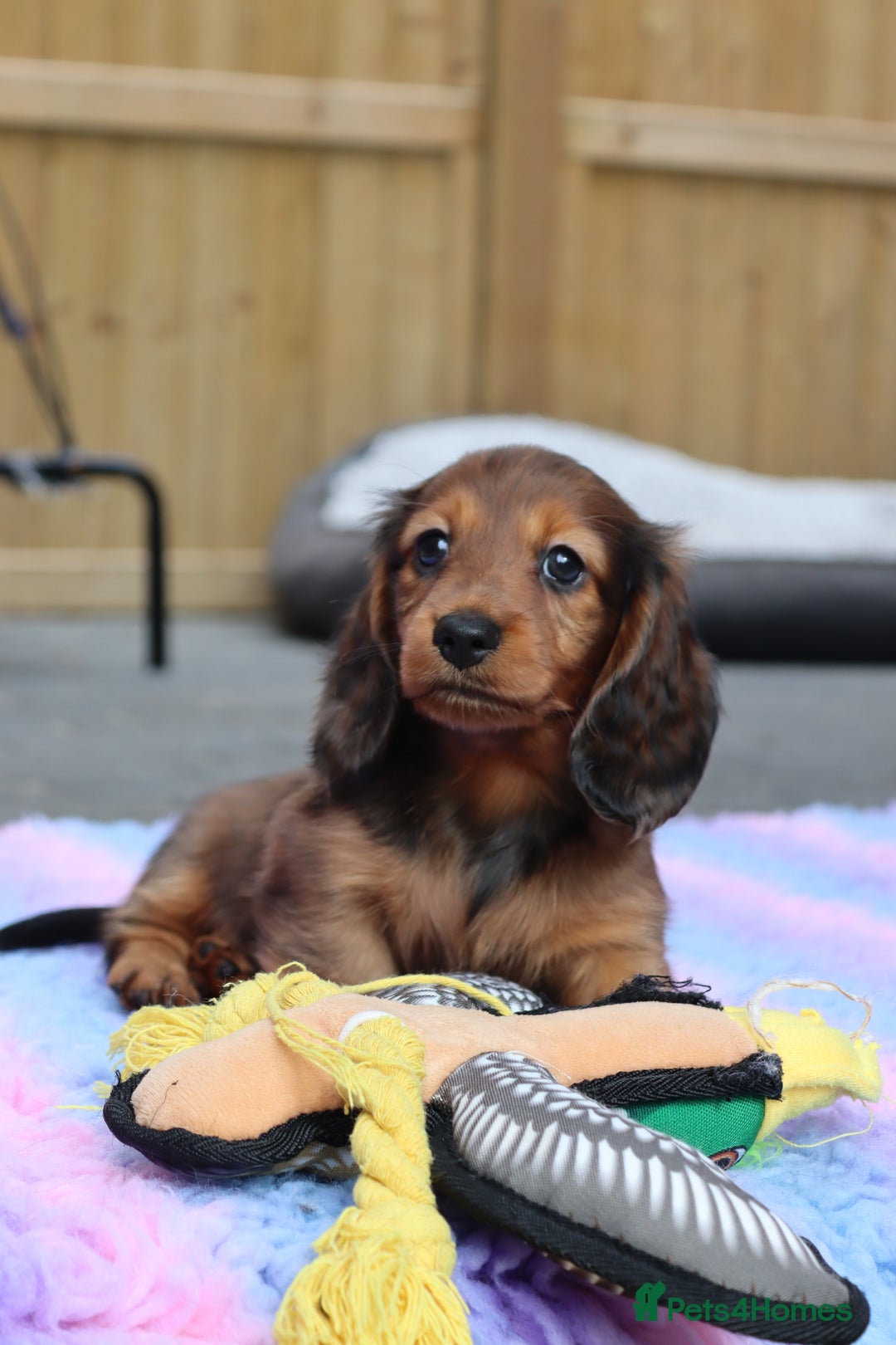 Miniature Dachshund dogs for sale: Russian Miniature longhaired dachshund males - Image 1