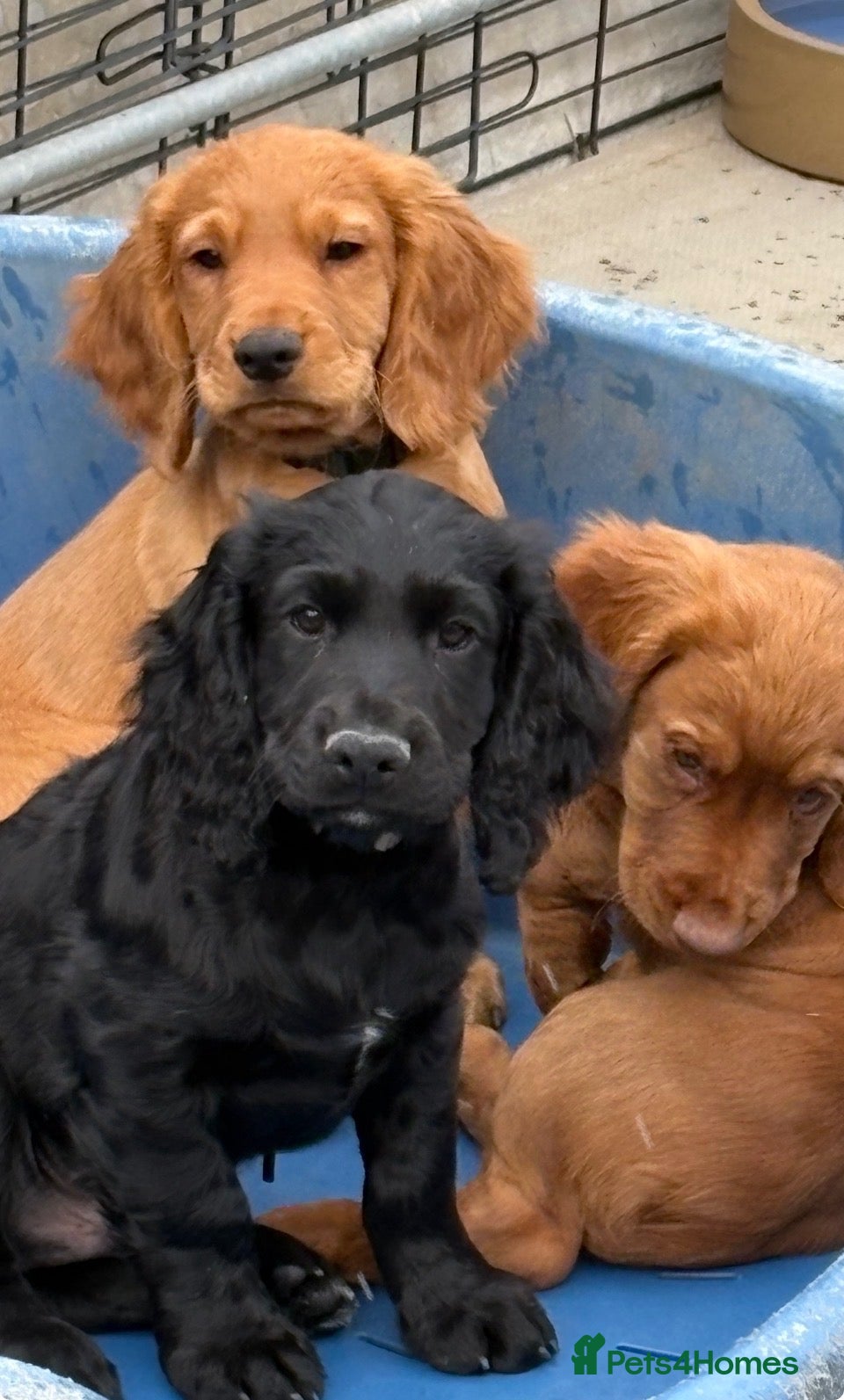 Cocker Spaniel dogs Well bred working cocker spaniel puppies - Advert 5