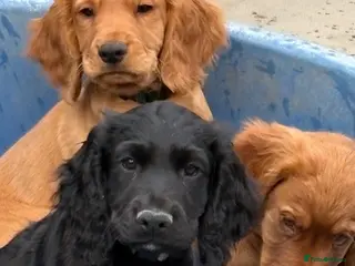 Cocker Spaniel dogs Well bred working cocker spaniel puppies - Advert 5