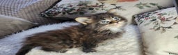 Maine Coon cats for sale:  Ready Now! Maine coon Kittens  - Advert 27