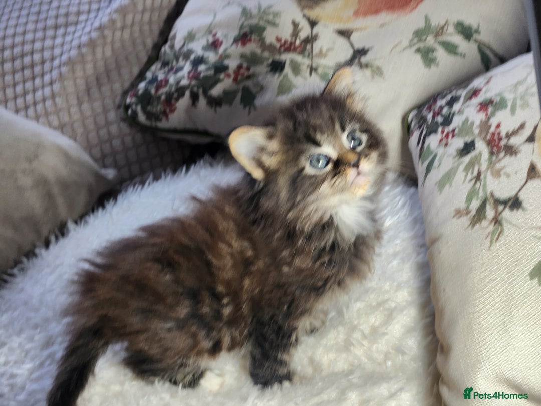 Maine Coon cats for sale:  Ready Now! Maine coon Kittens  - Advert 27
