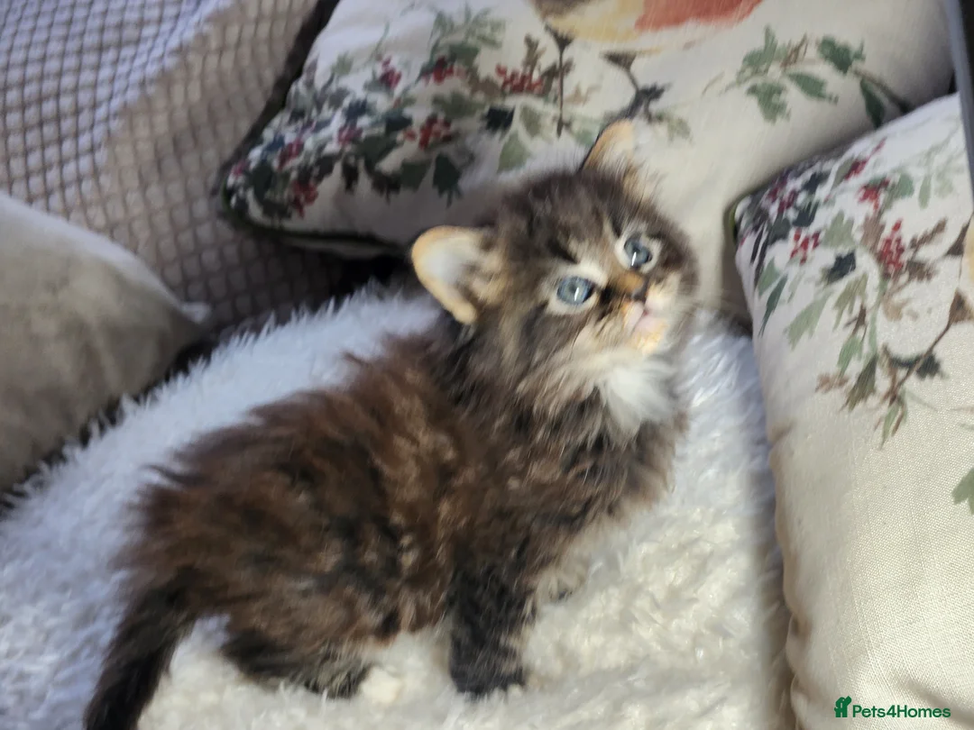 Maine Coon cats for sale:  Ready Now! Maine coon Kittens  - Advert 27