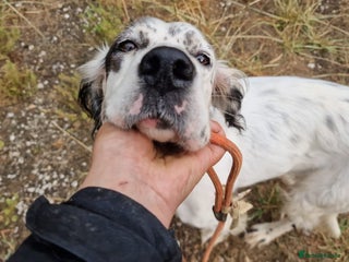 English Setter dogs - Advert 3