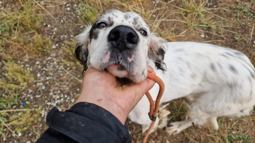 English Setter dogs for adoption: Txispa - Advert 2