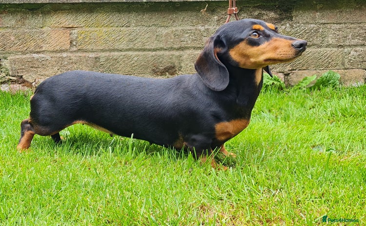 Miniature Dachshund dogs - Advert 12