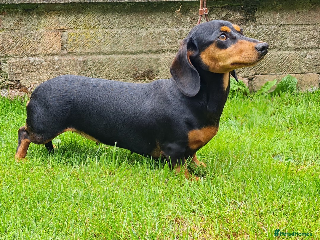 Miniature Dachshund dogs for sale: Miniature smooth dachshund  - Image 1