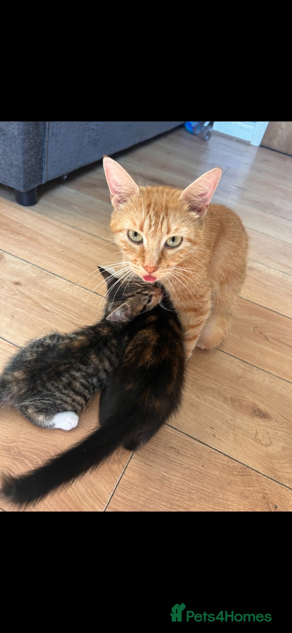 Mixed Breed cats Siamese. Ragdoll x Maine coon ready to leave  - Advert 1