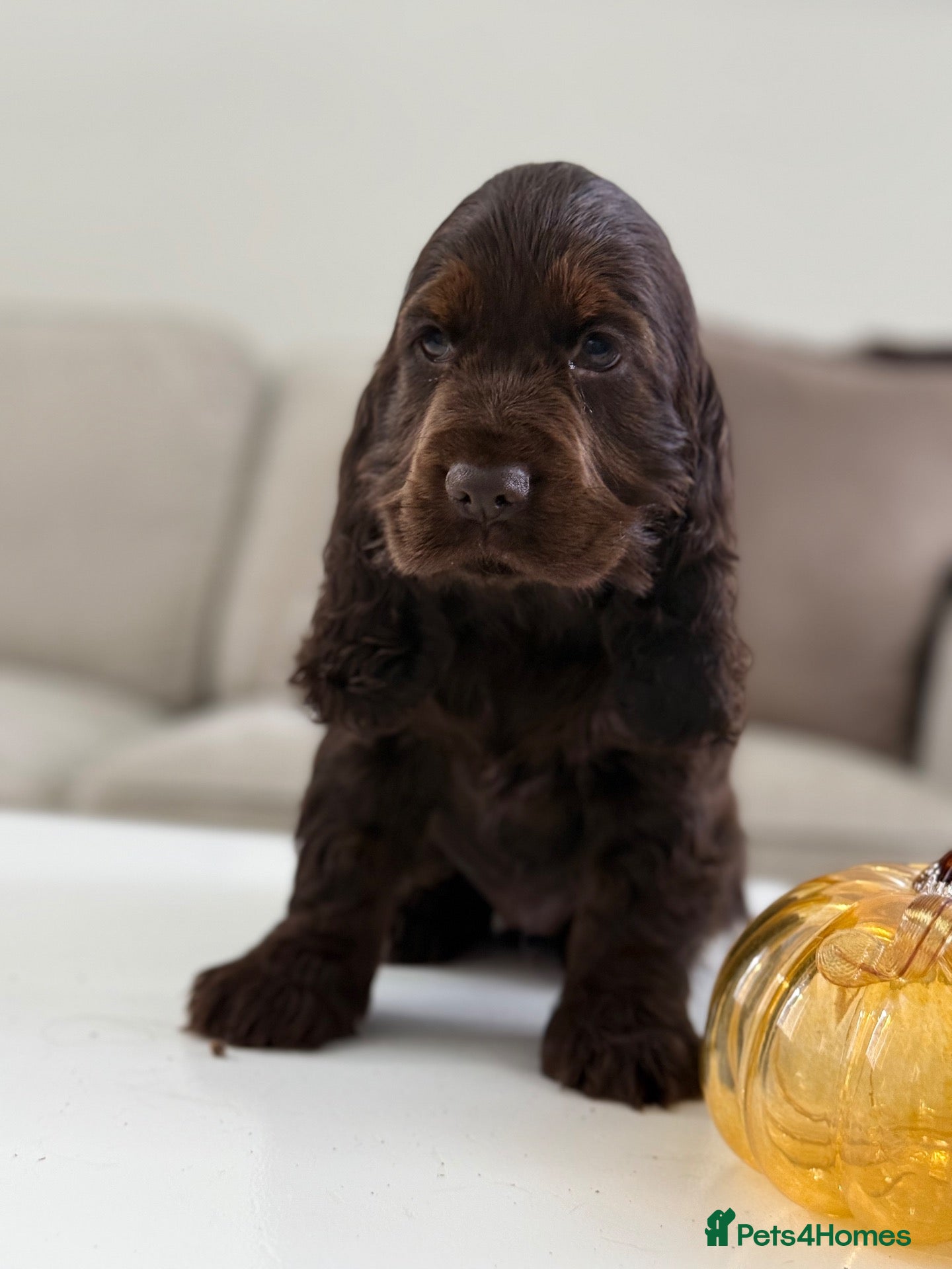 Cocker Spaniel dogs Show type cocker spaniels - Advert 2