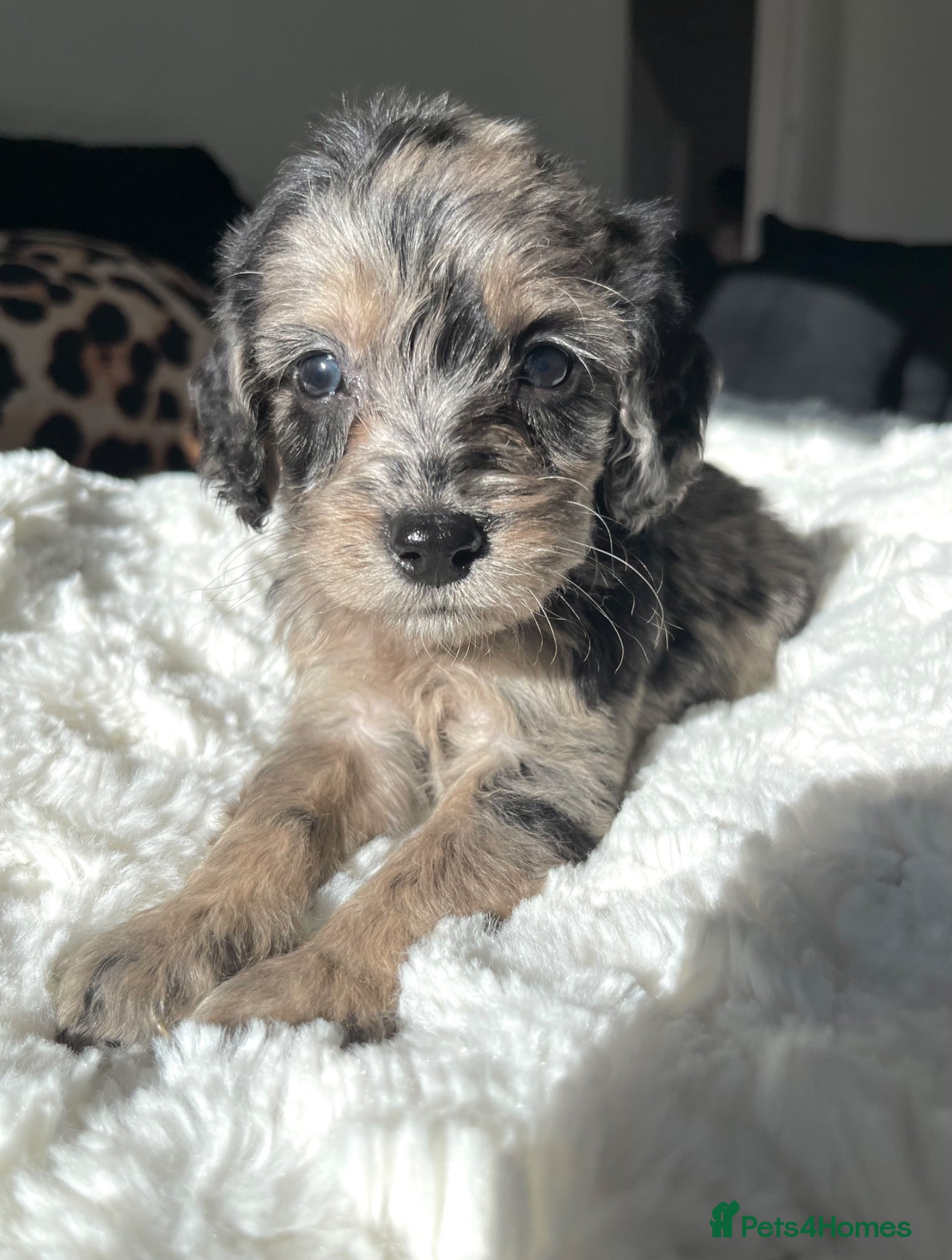 Cockapoo dogs Cockapoo puppies  - Advert 11