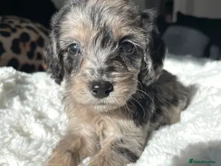 Cockapoo dogs Cockapoo puppies - Advert 11