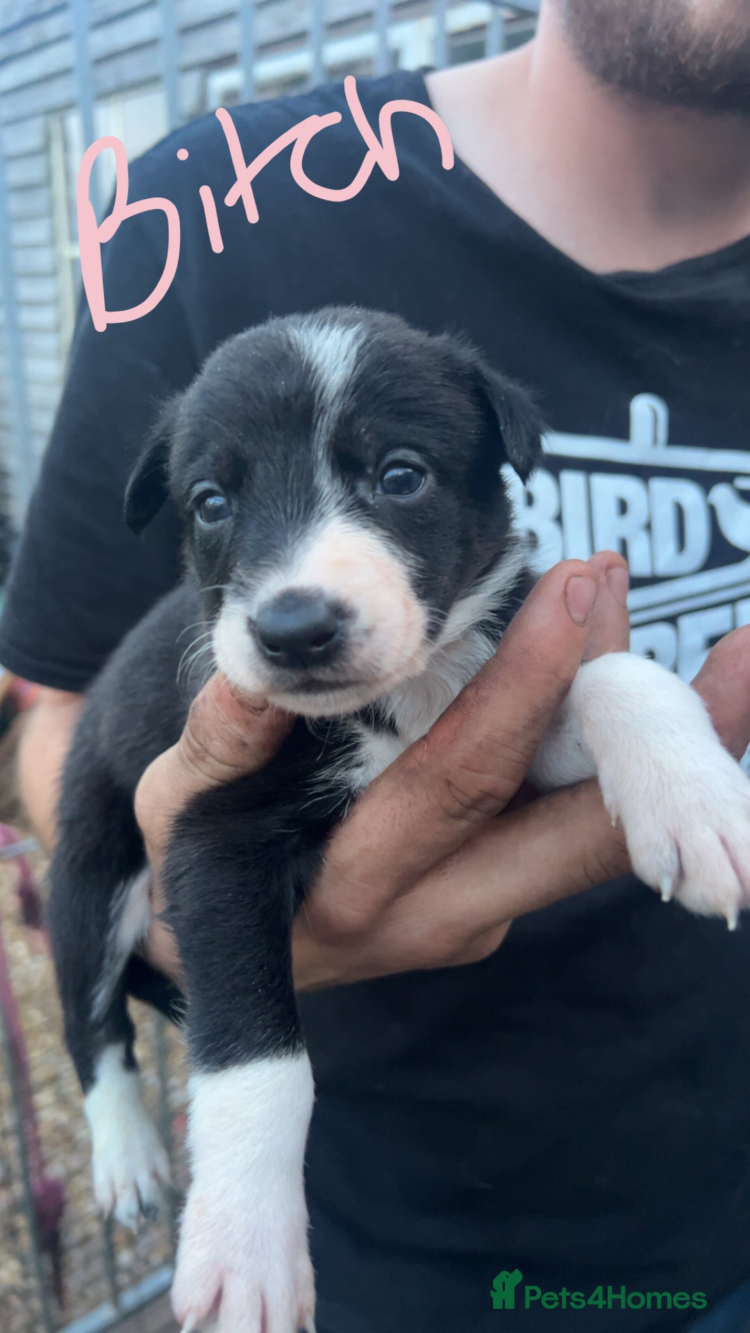 Border Collie dogs for sale: Working Border Collies - Image 5