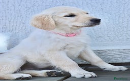 Golden Retriever dogs for sale: Golden retriever  - Image 19
