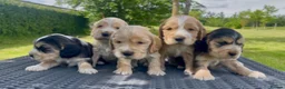 Cocker Spaniel dogs for sale: KC Reg Show Type Cocker Spaniel Puppies in Melton Mowbray - Advert 1