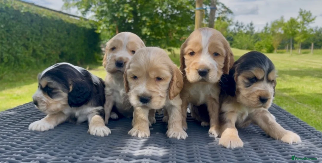 Cocker Spaniel dogs for sale: KC Reg Show Type Cocker Spaniel Puppies in Melton Mowbray - Advert 1