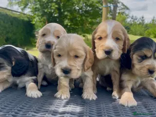 Cocker Spaniel dogs KC Reg Show Type Cocker Spaniel Puppies - Advert 2
