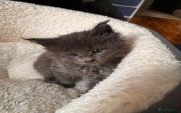 Maine Coon cats for sale: Purebred Blue Maincoon Kittens  - Image 14