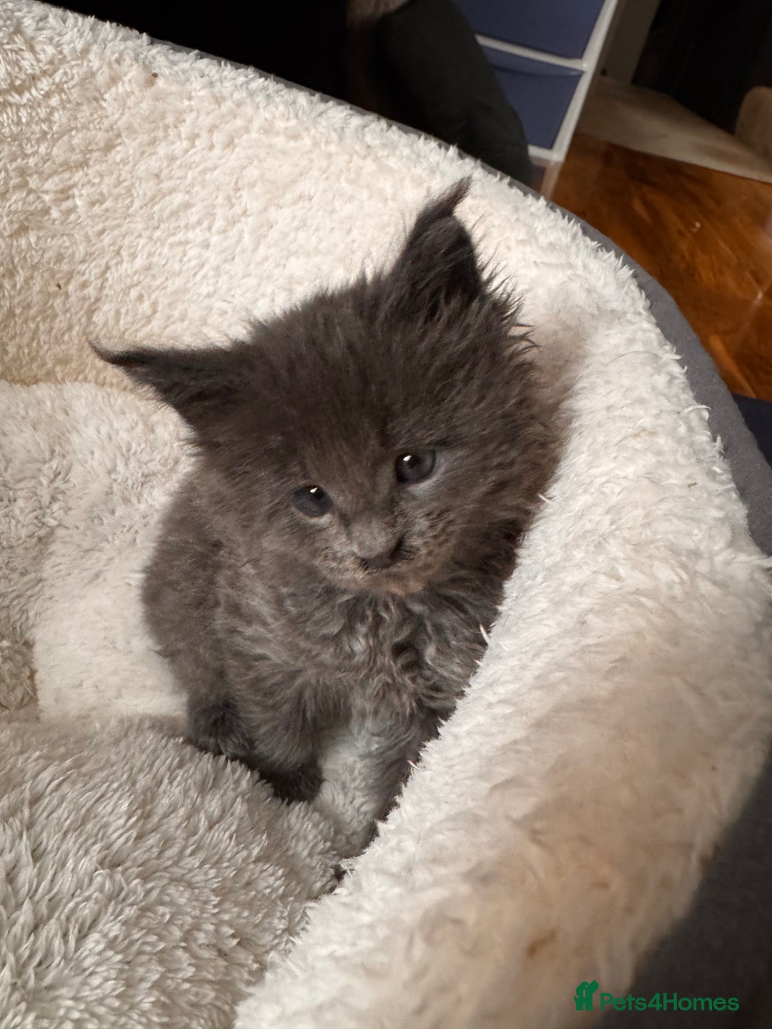 Maine Coon cats for sale: Purebred Blue Maincoon Kittens  - Image 14