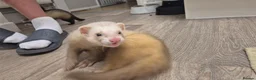 Ferret rodents for sale: 3 x 6 month old ferrets - Advert 9