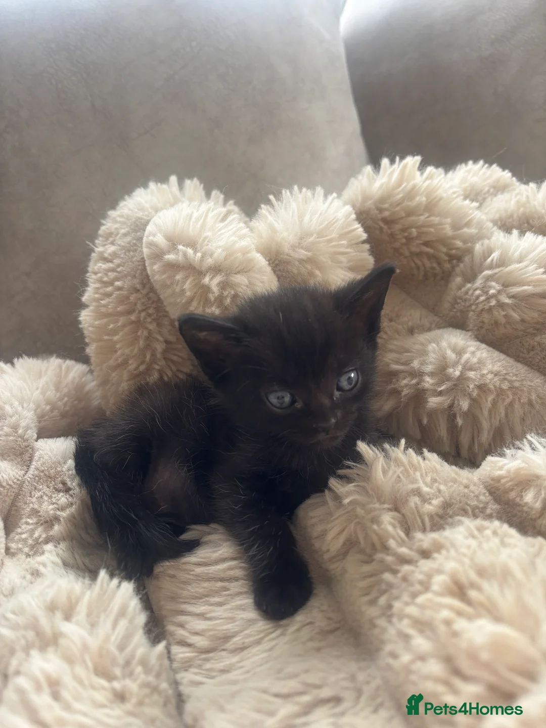 Burmese cats for sale: Burmese cross kittens  - Advert 2