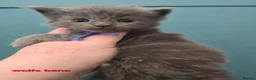 Maine Coon cats for sale: Blue & Blue Smoke Maine Coon Kittens Stunning Tica - Advert 7