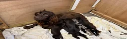Cocker Spaniel dogs for sale: Chocolate merle and family - Advert 1