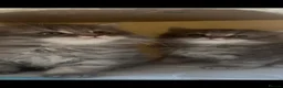 British Shorthair cats for sale: Beautiful British Shorthair Kittens - Advert 22