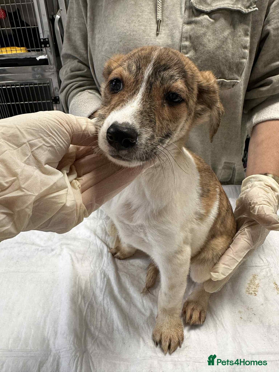 Mixed Breed dogs for adoption: Sylvie for adoption - Advert 3