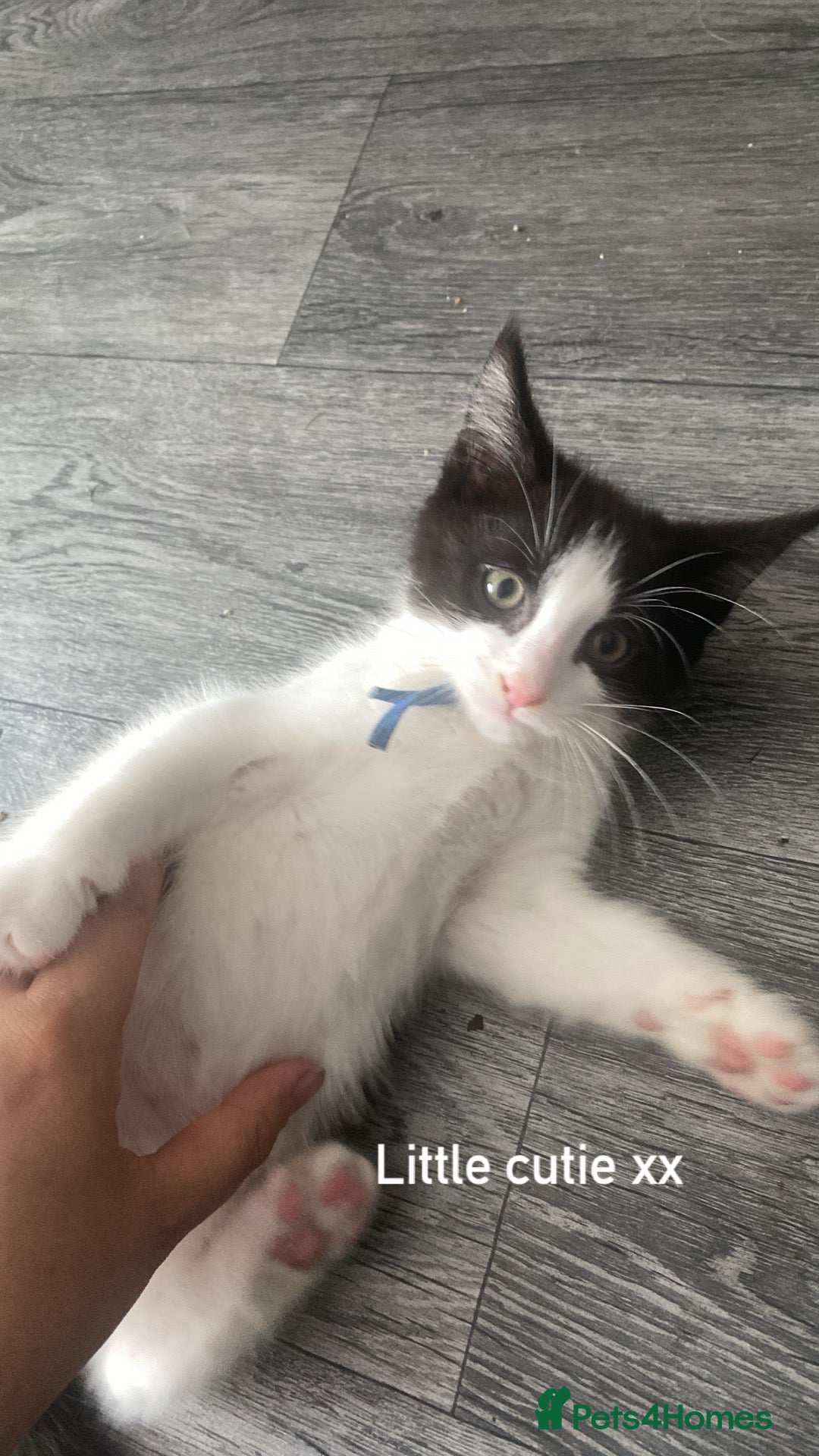 Maine Coon cats for sale: Beautiful Maine coon cross kittens  - Image 3