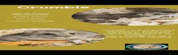Hamster rodents for sale: Hamsters  - Advert 7