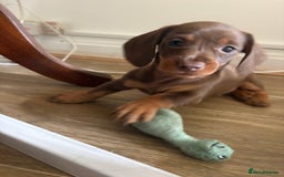 Miniature Dachshund dogs for sale: Miniature dachshund - Image 7