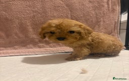 Cavapoo dogs for sale: Adorable red cavapoo pups - Advert 14