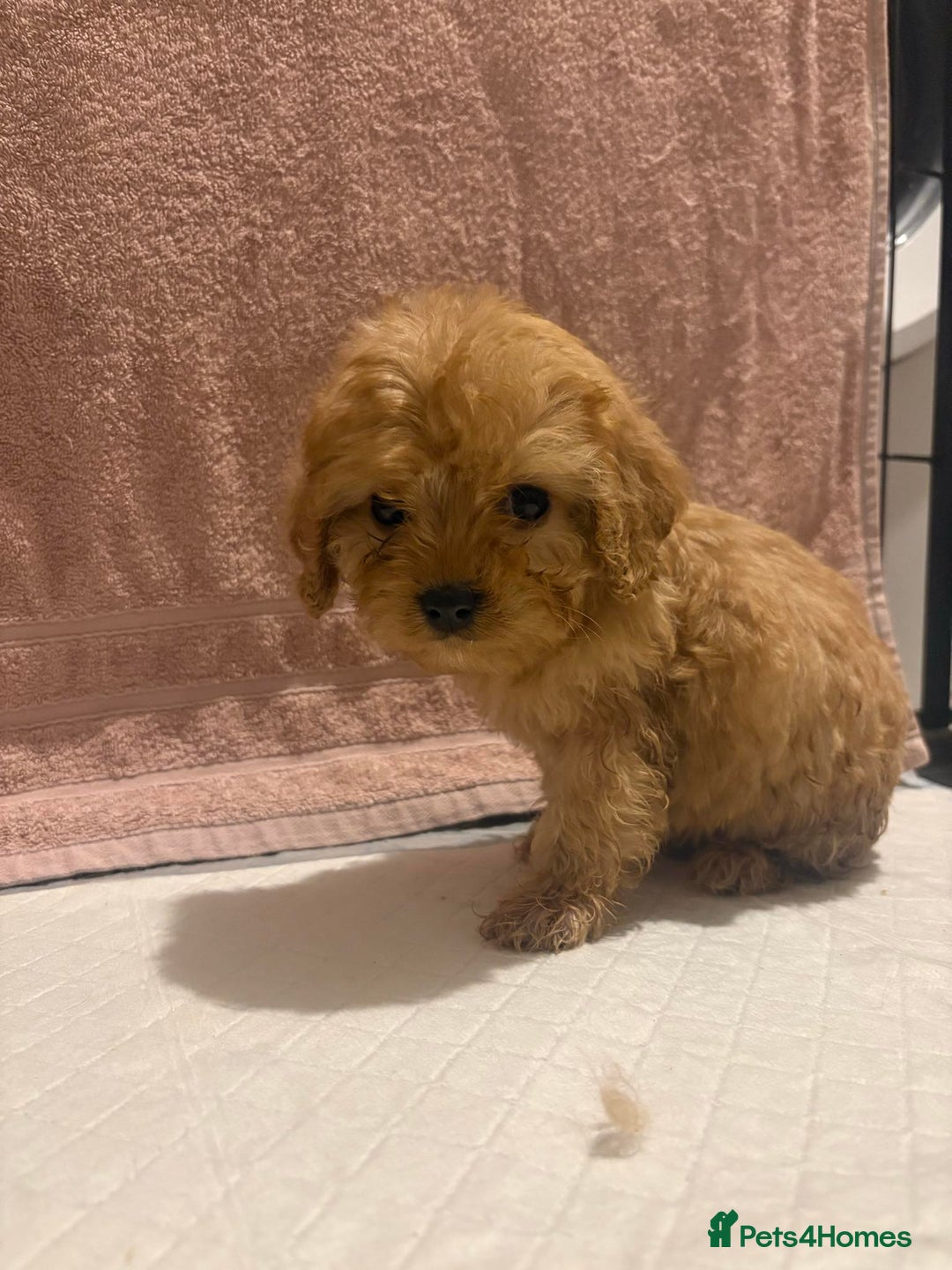Cavapoo dogs for sale: Adorable red cavapoo pups - Advert 14