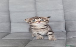 Mixed Breed cats for sale: Half scottish fold Healthy and beautiful kittens - Image 8